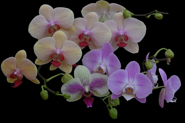 1st, Martin Watson, Orchids Socially Distanced!