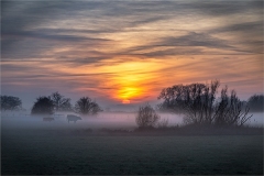 Cows in the Mist