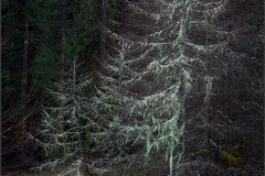 Dancing through the Forest