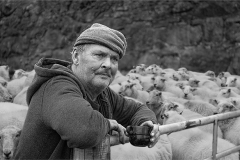The Sheep Farmer