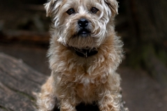 Whisky