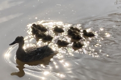 Sparkly Ducks