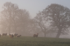Wool in The Mist