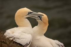 Pair Of Gannets