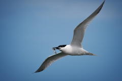 Tern with Fish