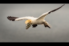 Gannet