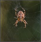 Araneus diadematus