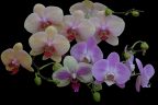 1st Martin Watson Orchids Socially Distanced
