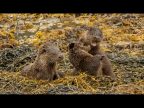 20 Mull Otter With Playful Cubs Pete Allcock