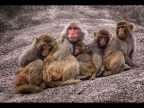 1st Bryan Averill Macaque Family