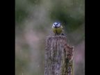 Blue Tit Fed Up With The Rain 1