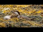 1st Pete Allcock Family Time Eurasian Otter