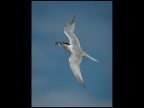 1st Wray Douglas Sandwich Tern with Prey