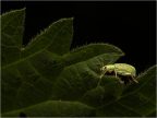 1st Adrian Wright Nettle weevil, with prey