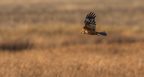 1st Pete Allcock Hon CPE Marsh Harrier In Flight