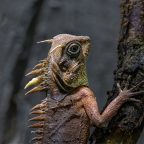 20 Lizard Wendy Williams